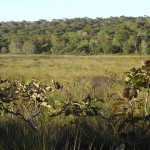 Swampy heath