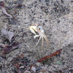 Smooth handed ghost crab