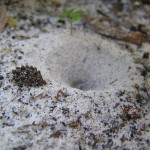 Ant lion burrow