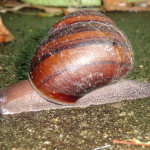 Frasers Banded Snail 3