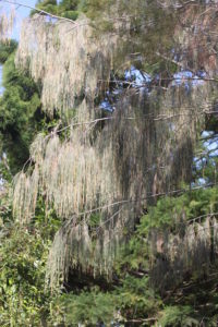 Casaurina equisetifolia